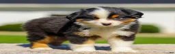 Miniature Australian Shepherd dogs for sale: Isaac - Ad 3