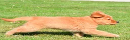 Golden Retriever dogs for sale: Max - Ad 6