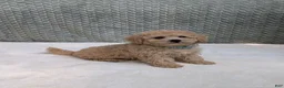 Bichpoo dogs for sale: Bear - Ad 6