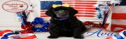 Standard Poodle dogs for sale: Ava - Ad 1