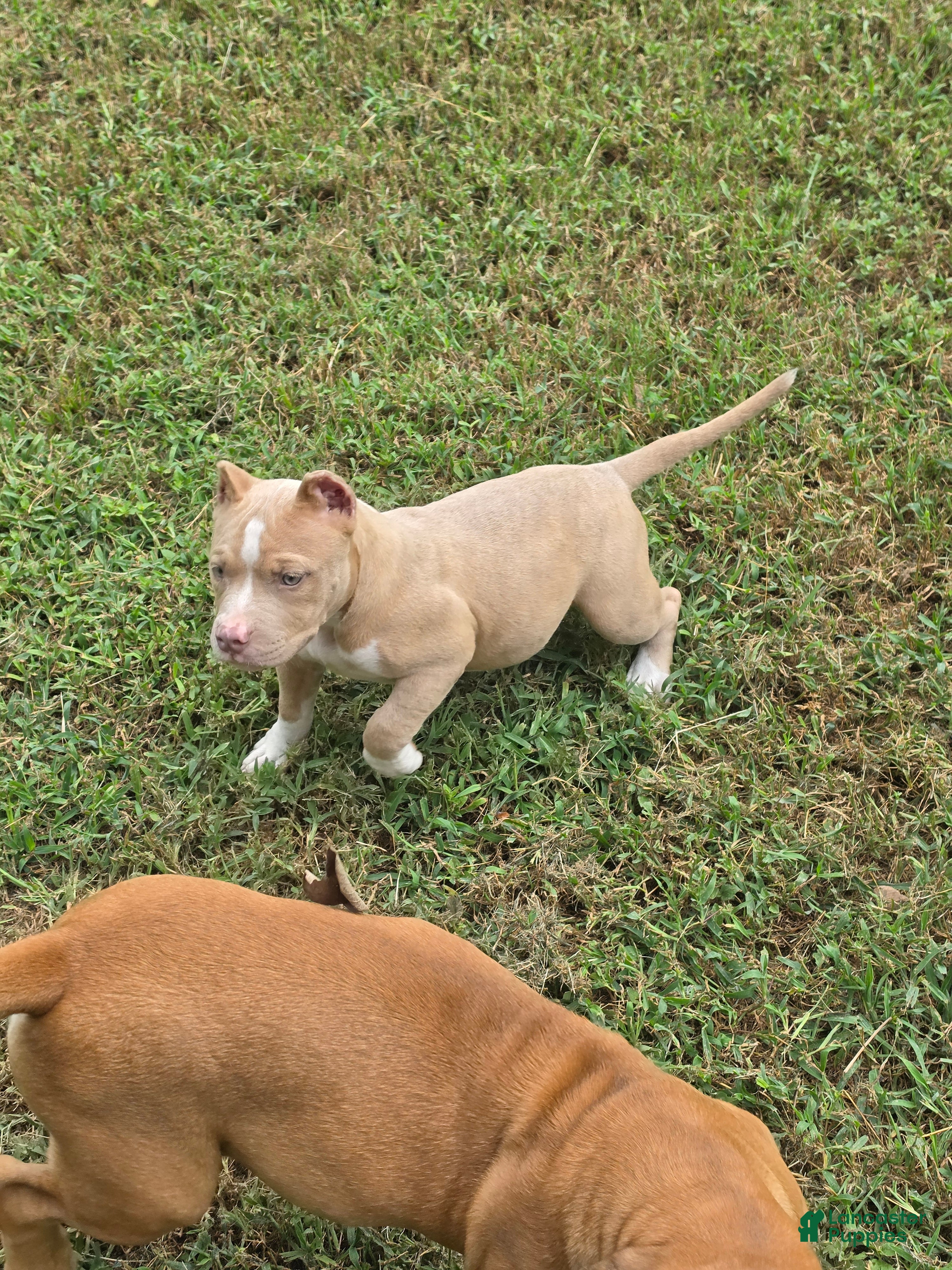 American Bully dogs American Bully female - Ad 22