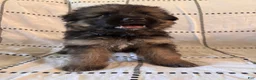 German Shepherd dogs for sale: Flacco (Blue Collar) - Ad 2