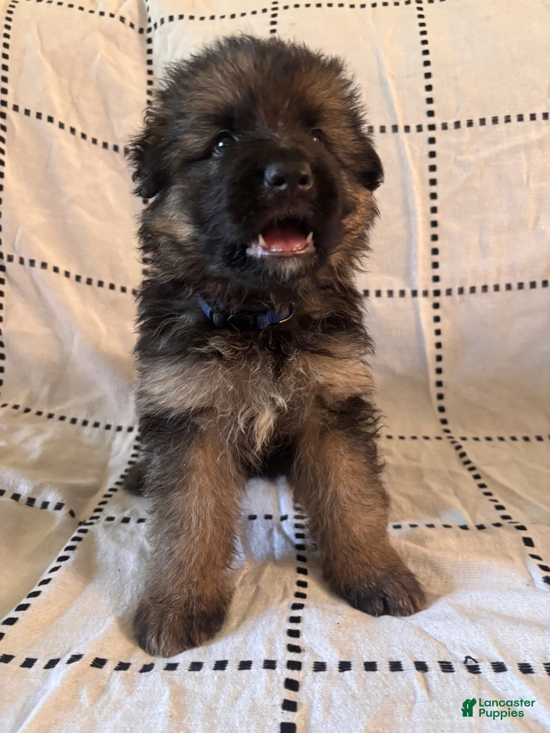German Shepherd dogs for sale: Flacco (Blue Collar) - Ad 2