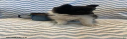 Mixed Breed dogs for sale: Eclipse - Ad 7