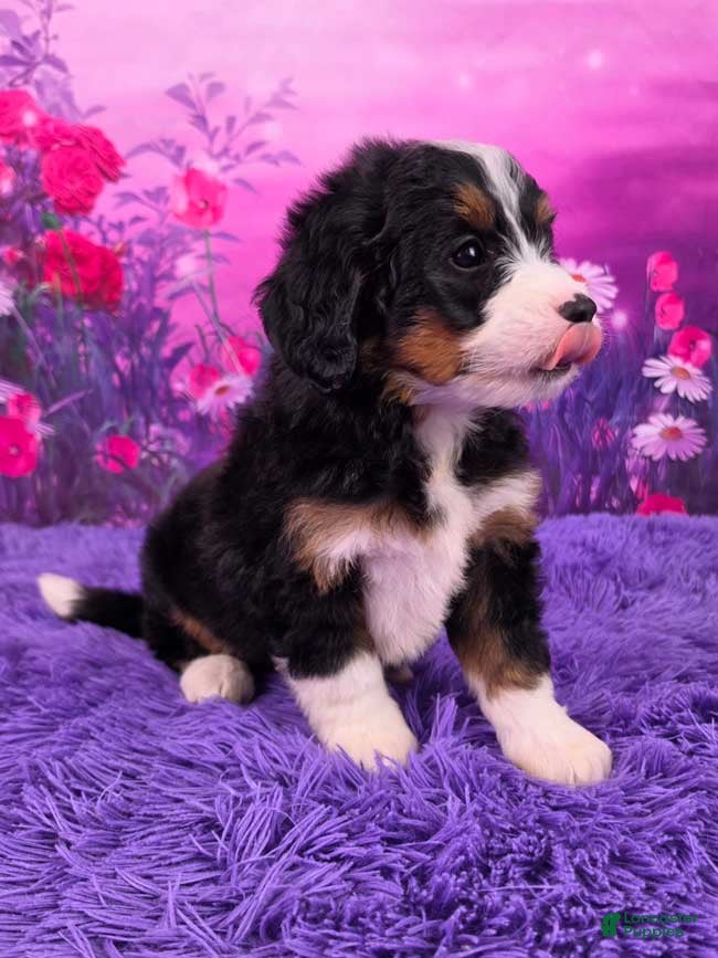 Mini Bernedoodle dogs Clover - Ad 2