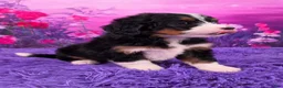 Mini Bernedoodle dogs for sale: Clover - Ad 2