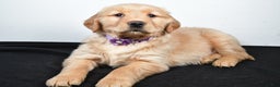 Golden Retriever dogs for sale: Jana - Ad 3