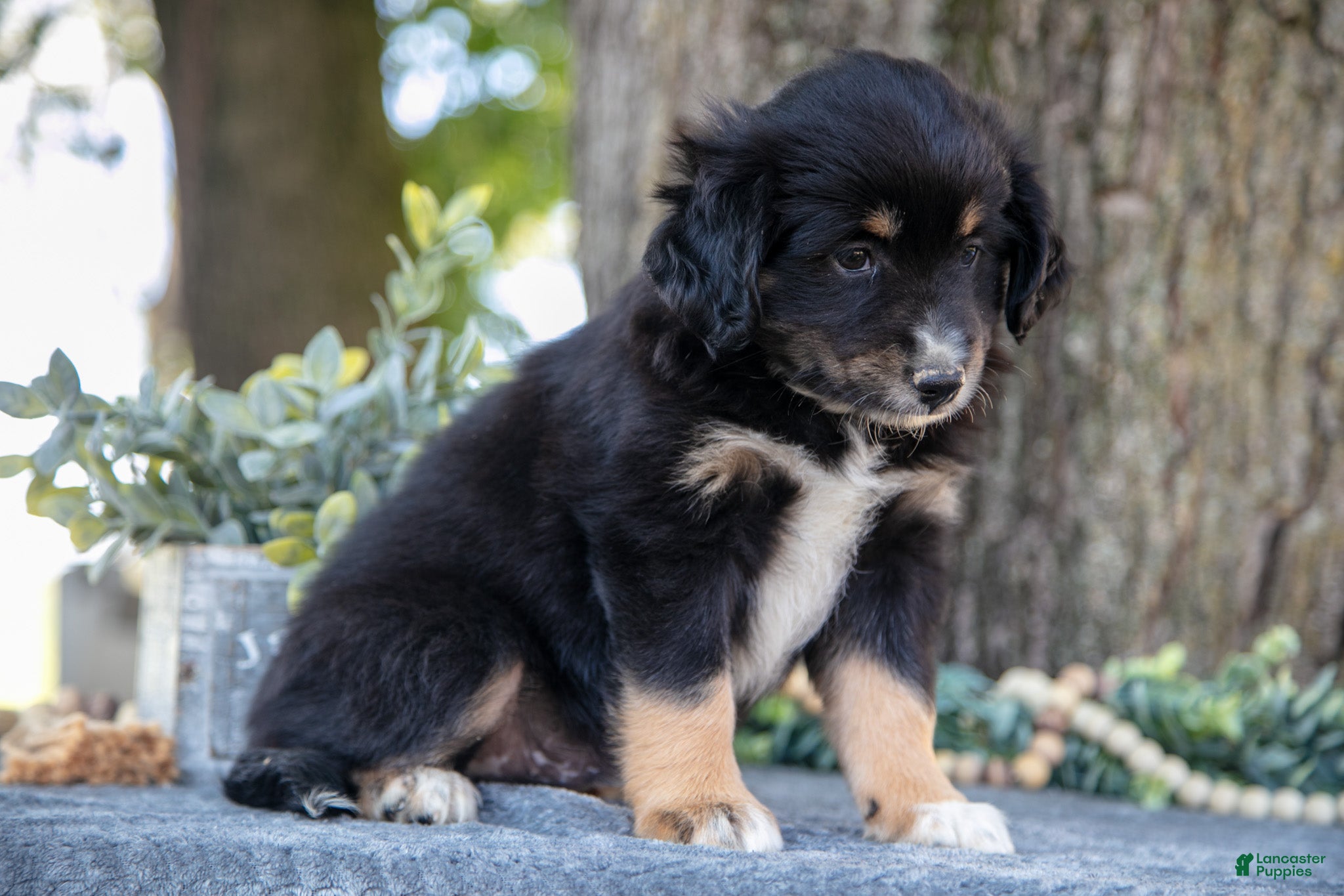 Miniature Australian Shepherd dogs Alex - Ad 34