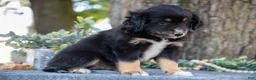 Miniature Australian Shepherd dogs for sale: Alex - Ad 1