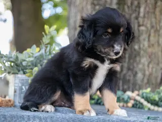 Miniature Australian Shepherd dogs Alex - Ad 40