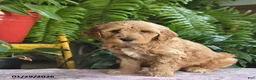 Mini Goldendoodle dogs for sale: Flash  - Ad 4