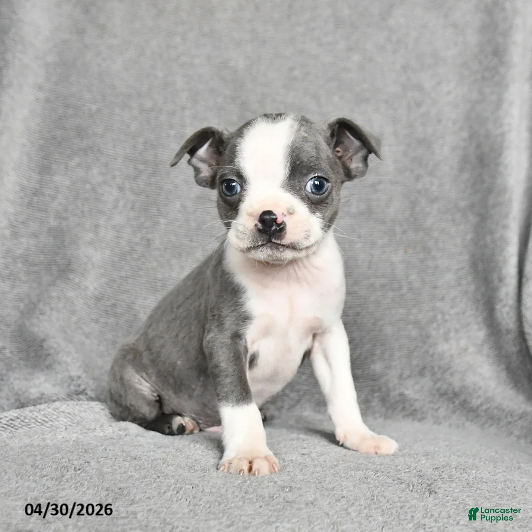 Boston Terrier dogs for sale: Teddy - Ad 1