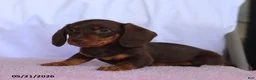 Miniature Dachshund dogs for sale: Cole - Ad 2