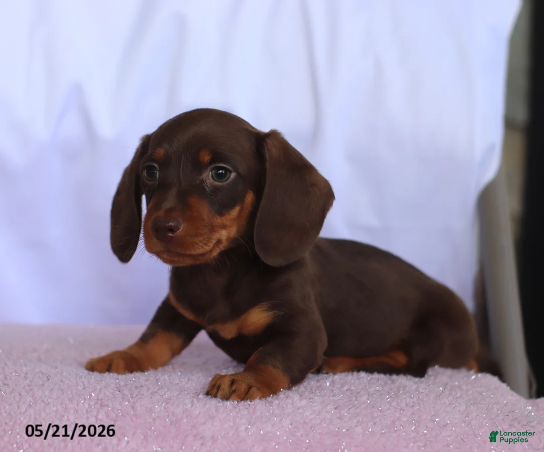 Miniature Dachshund dogs for sale: Cole - Ad 2