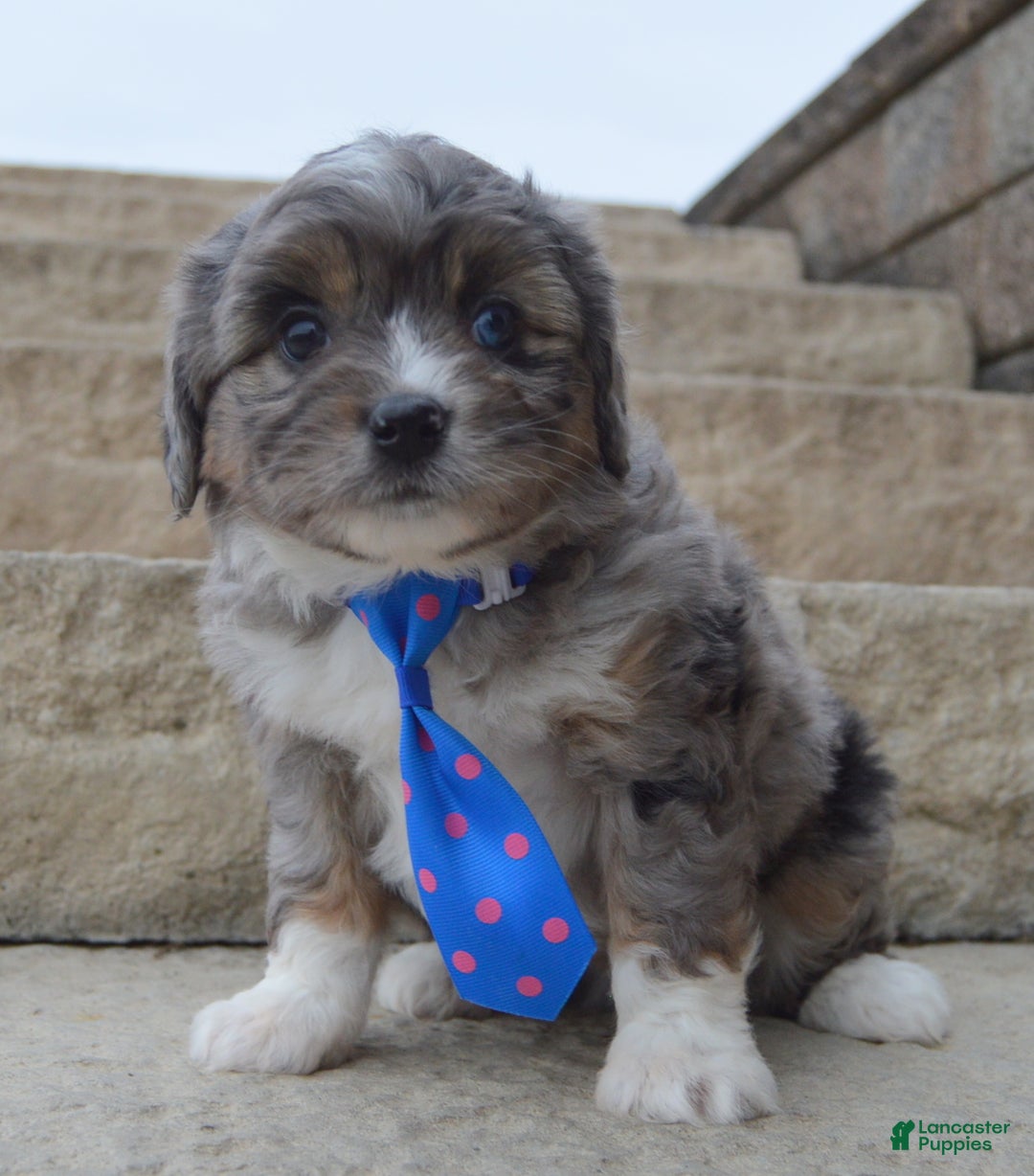 Mini Aussiedoodle dogs for sale: Mini Auggie - Ad 6