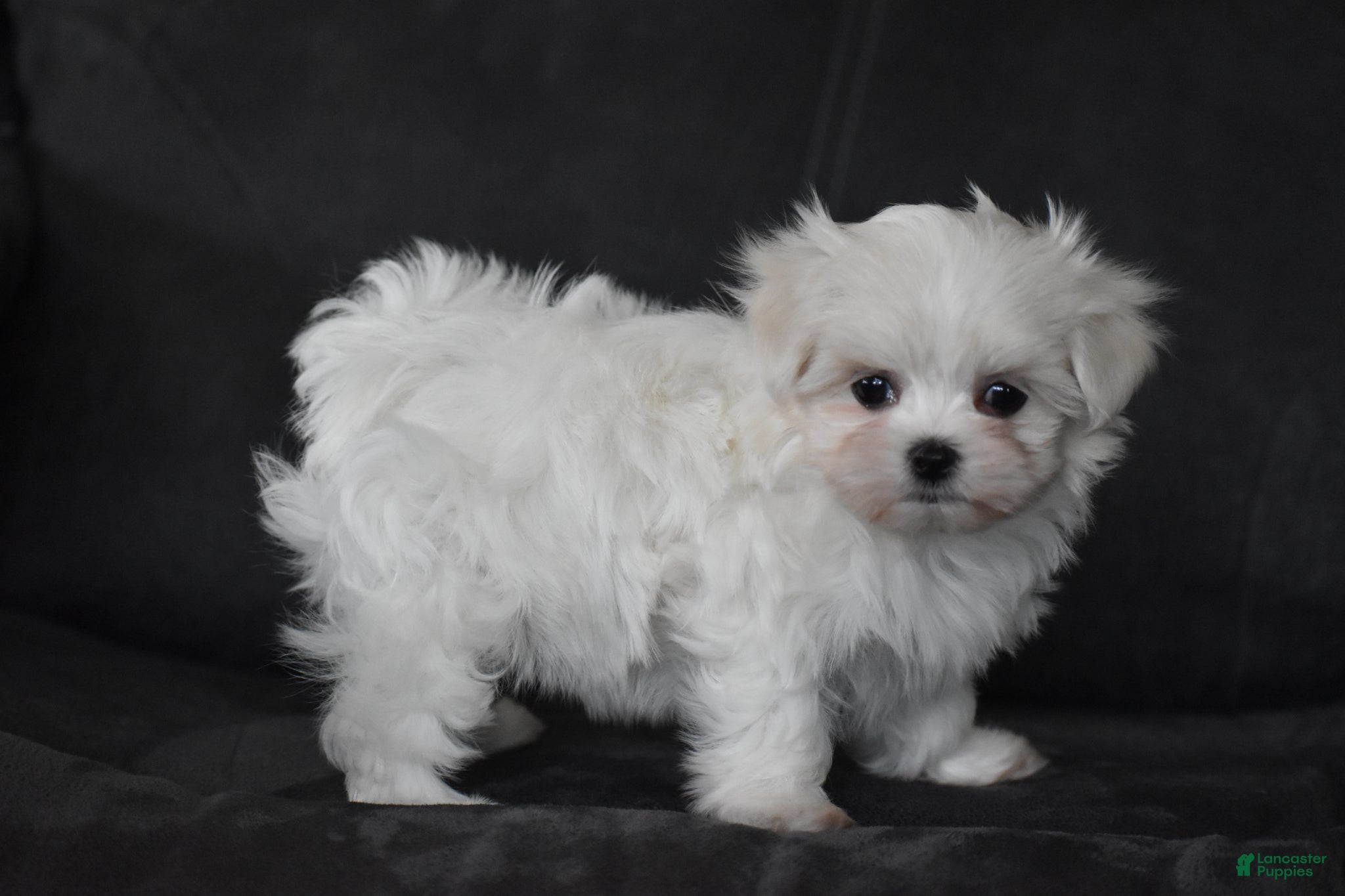 Maltese dogs Aria - Ad 2