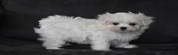 Maltese dogs for sale: Aria - Ad 2