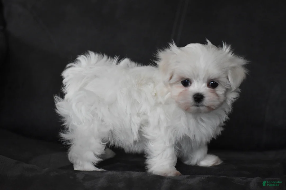 Maltese dogs for sale: Aria - Ad 2