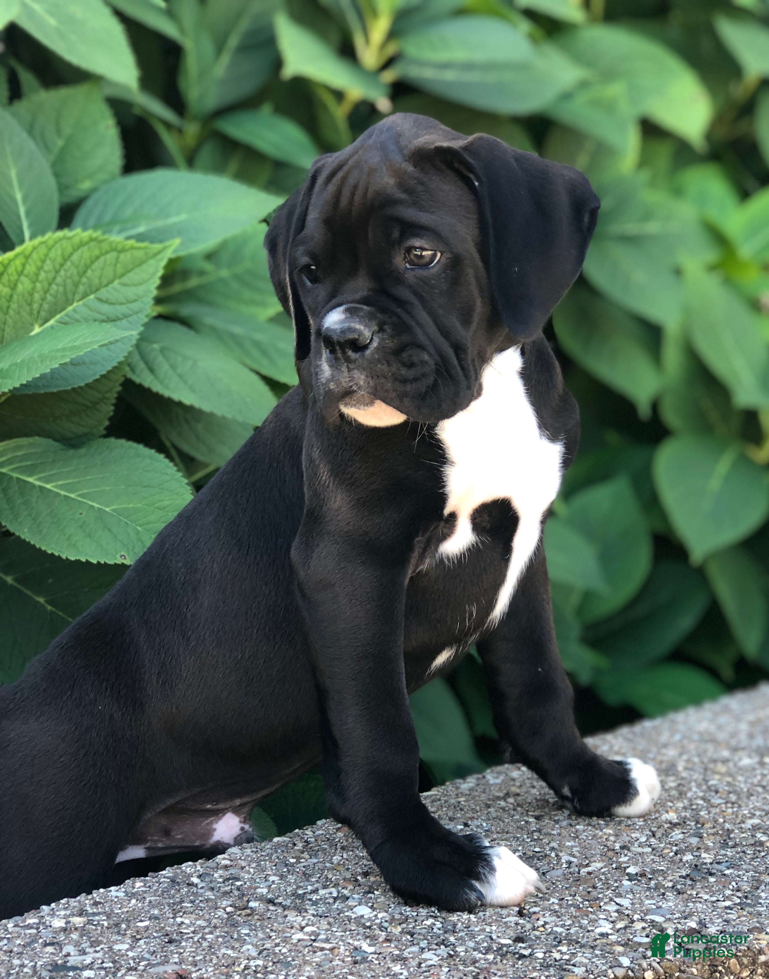 Boxer dogs Bo - Ad 1