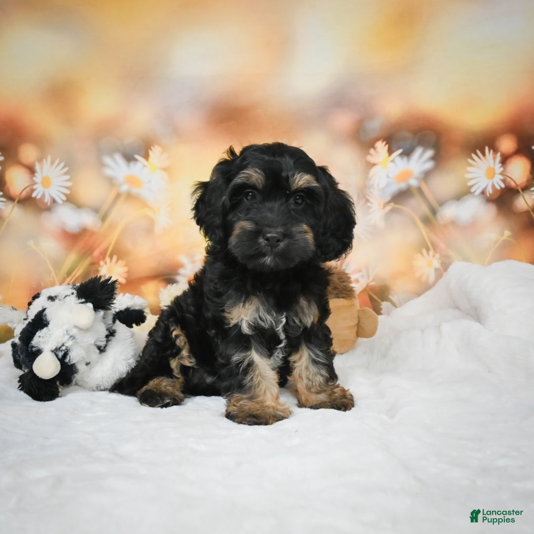Cockapoo dogs for sale: Carter - Ad 1