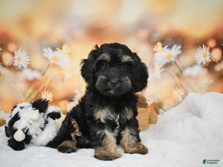 Cockapoo dogs Carter - Ad 30