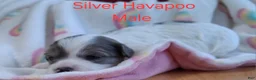 Havapoo dogs for sale: Silver/White - Ad 2