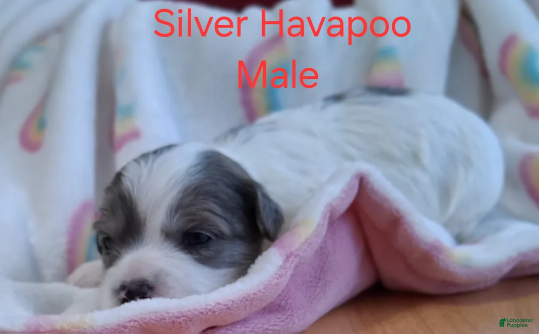 Havapoo dogs for sale: Silver/White - Ad 2