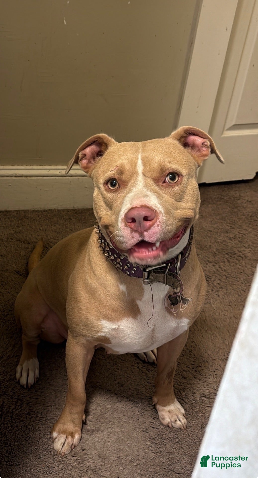 Mixed Breed dogs for sale: Nolan - Ad 2
