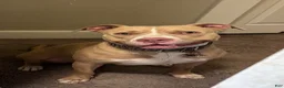 Mixed Breed dogs for sale: Nolan - Ad 2