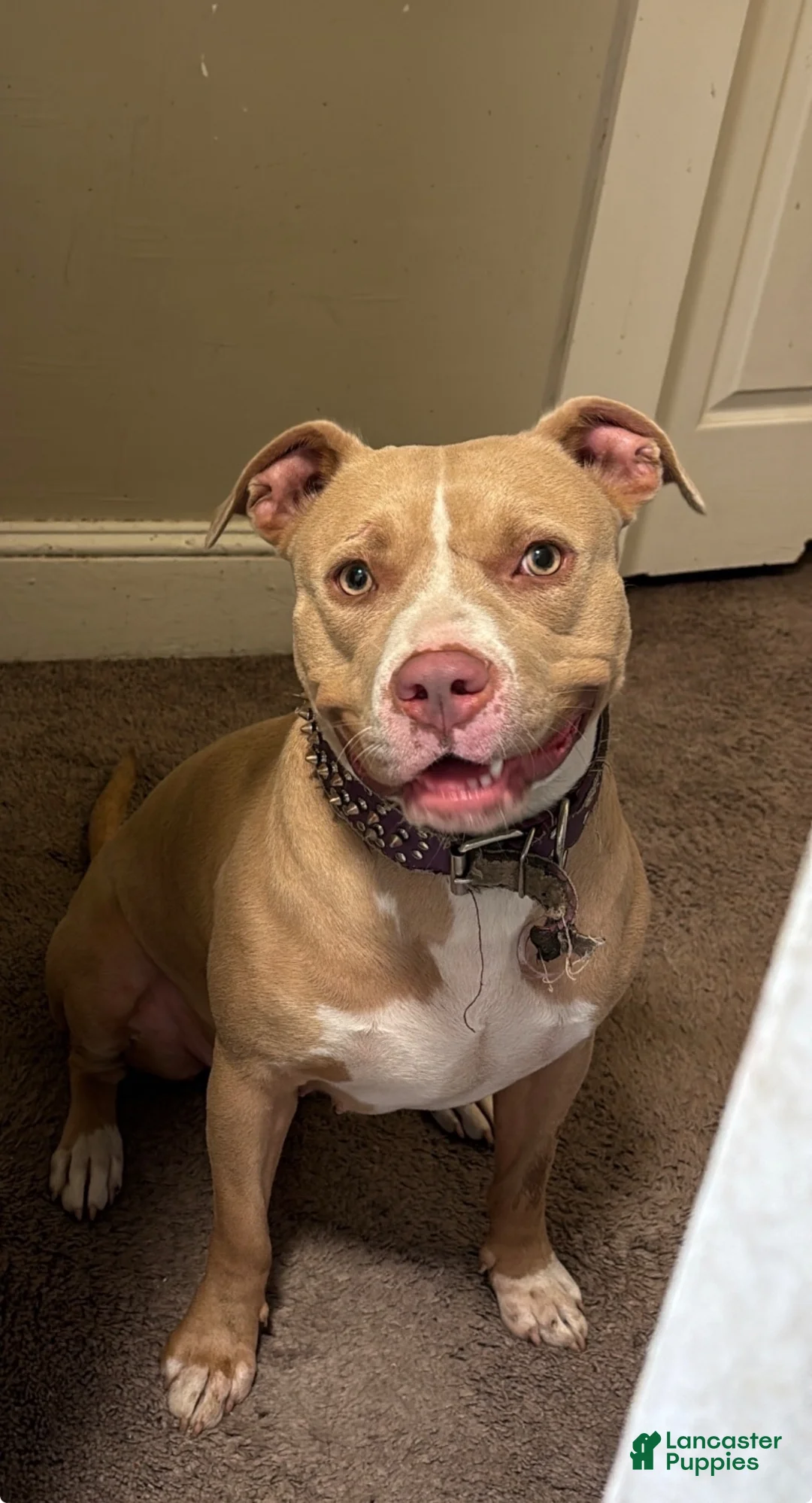 Mixed Breed dogs for sale: Nolan - Ad 2