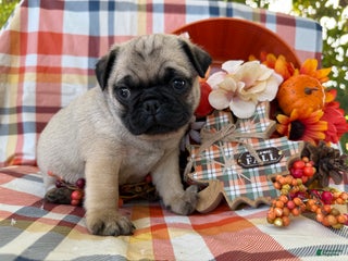 Pug dogs Hocus-pocus - Ad 22