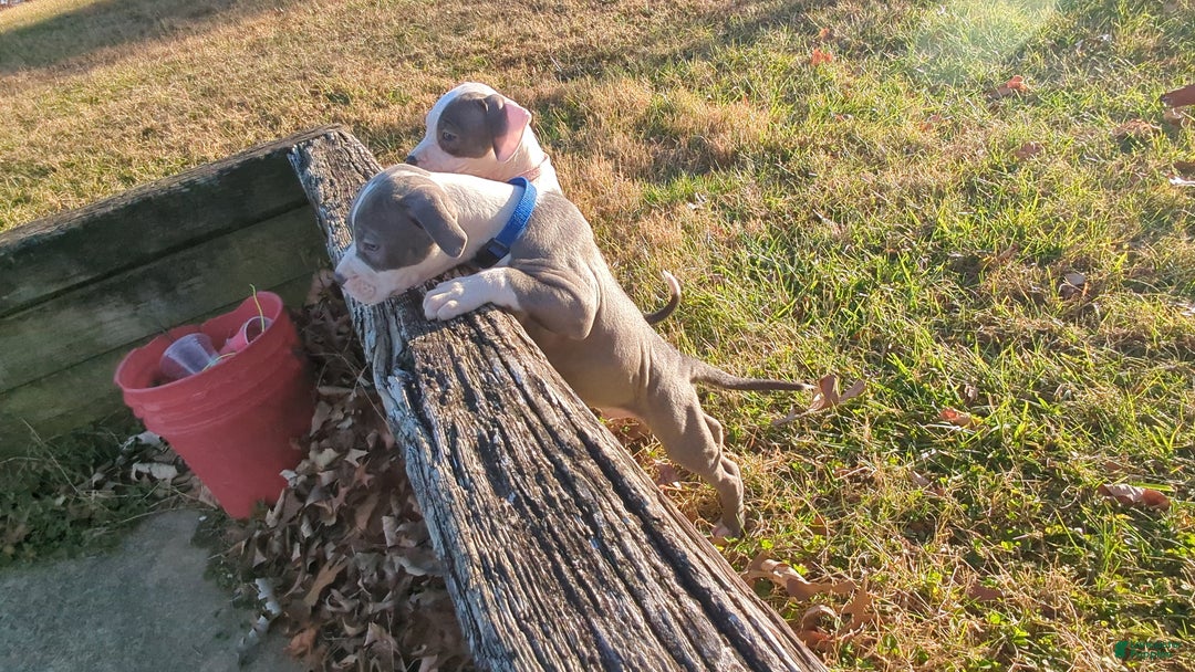 American Bully dogs for sale: Classic  - Ad 12