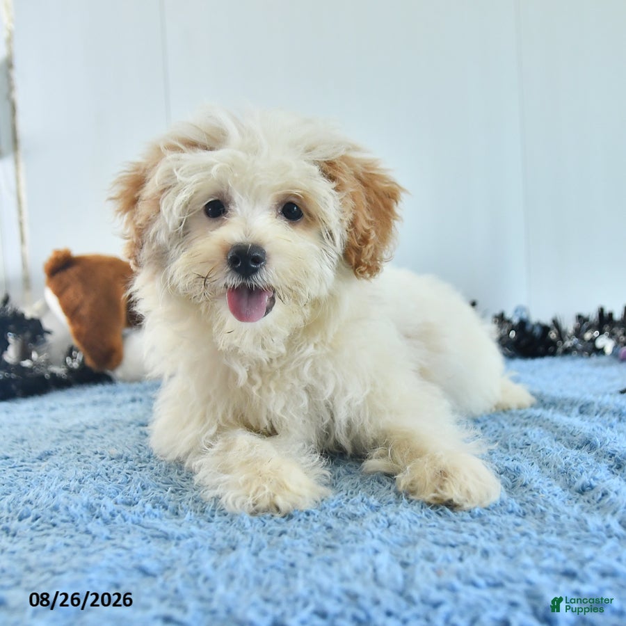 Pomapoo dogs Freddy - Ad 1