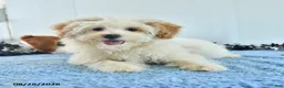 Pomapoo dogs for sale: Freddy - Ad 6