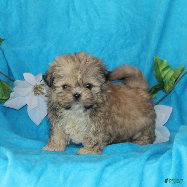 Shih Tzu dogs Sophie - Ad 33