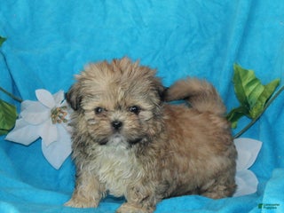 Shih Tzu dogs Sophie - Ad 33