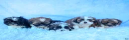 Shih Tzu dogs for sale: RUBY - Ad 20