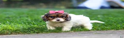 Cavapoo dogs for sale: Everest - Ad 6