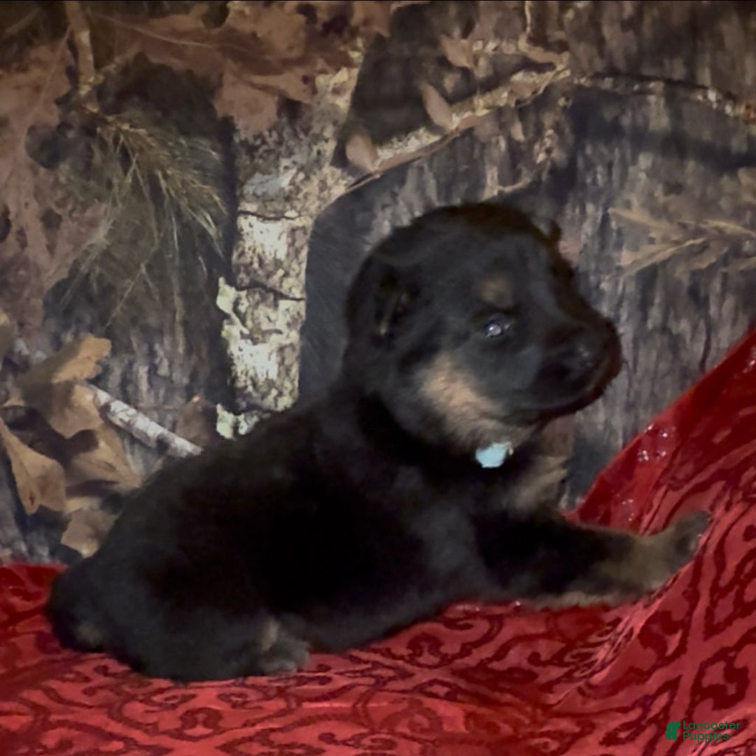 German Shepherd dogs for sale: SWAYZE - Ad 7