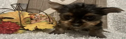 Yorkshire Terrier dogs for sale: Molly F2 - Ad 5