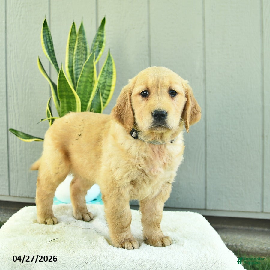 Golden Retriever dogs Sugar  - Ad 2