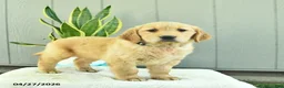 Golden Retriever dogs for sale: Sugar  - Ad 2