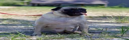 Pug dogs for sale: Polly - Ad 5