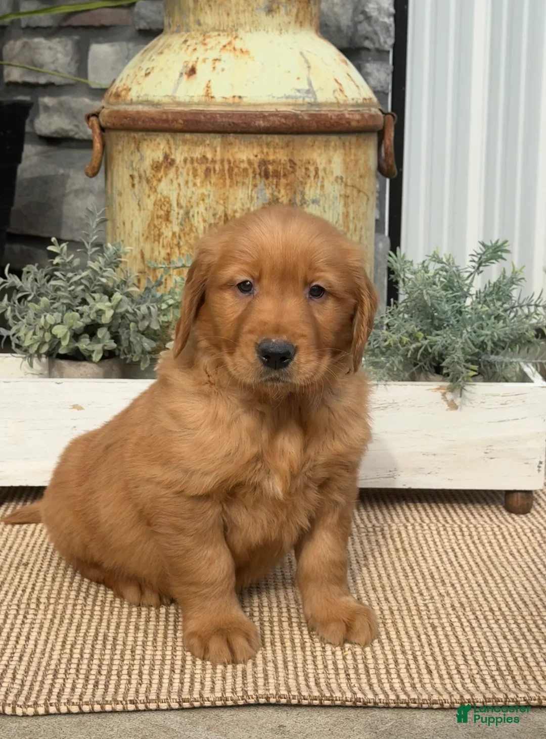 Golden Retriever dogs for sale: Boss - Ad 2