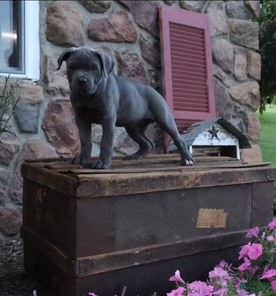 Gallery Image {{count}}