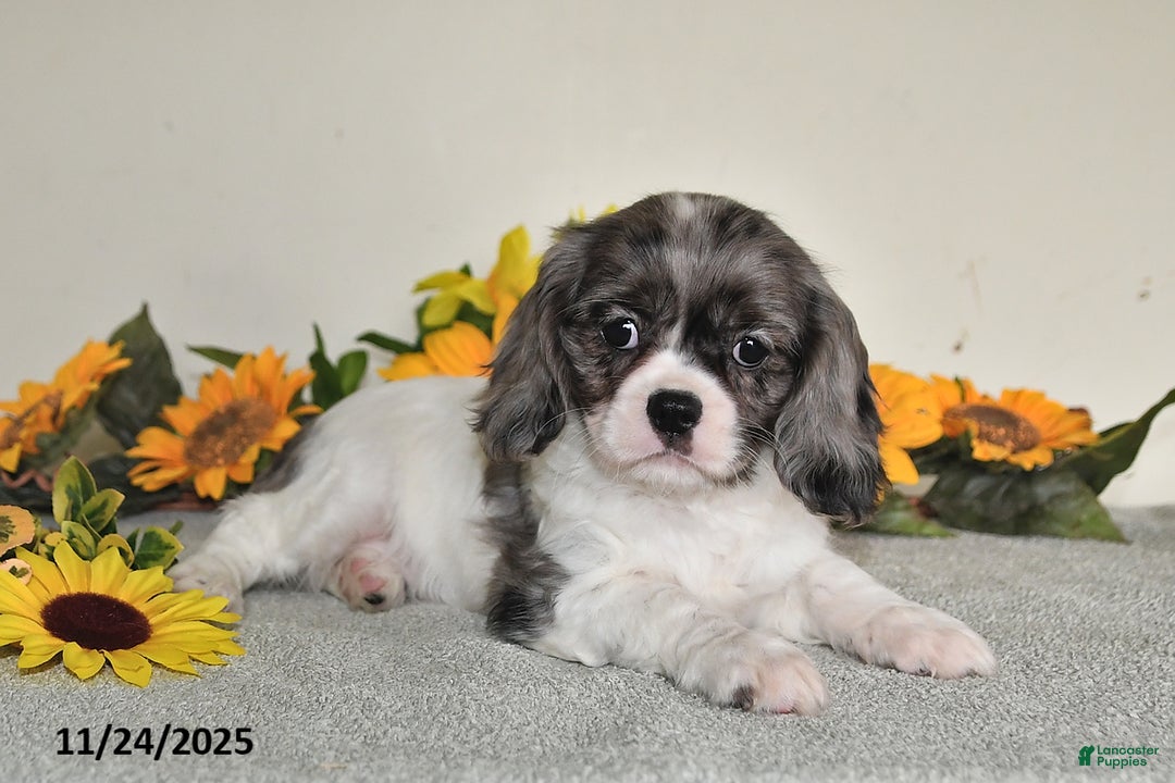 Cavalier King Charles Spaniel dogs for sale: Barbie - Ad 5