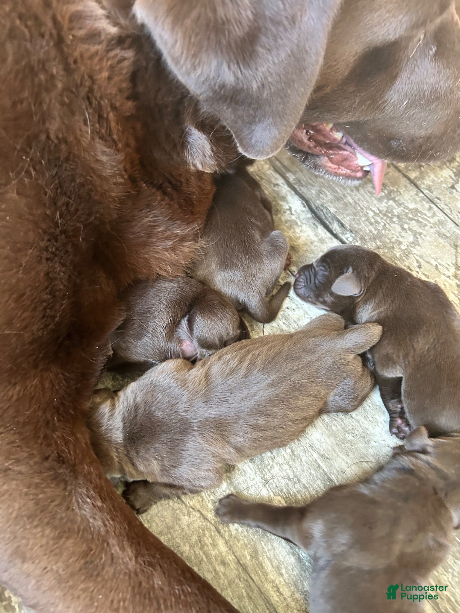 Labrador Retriever dogs Labrador Retriever 6 - Ad 32