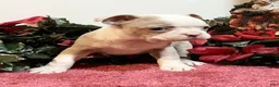 Boston Terrier dogs for sale: Rusty - Ad 3