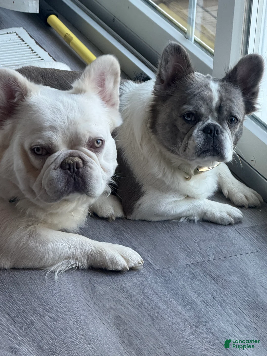 Gallery Image {{count}}