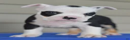 Mixed Breed dogs for sale: Bruno mini hybrid bulldog  - Ad 3